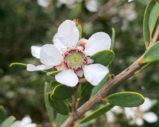 White Leptospermum flower seeds