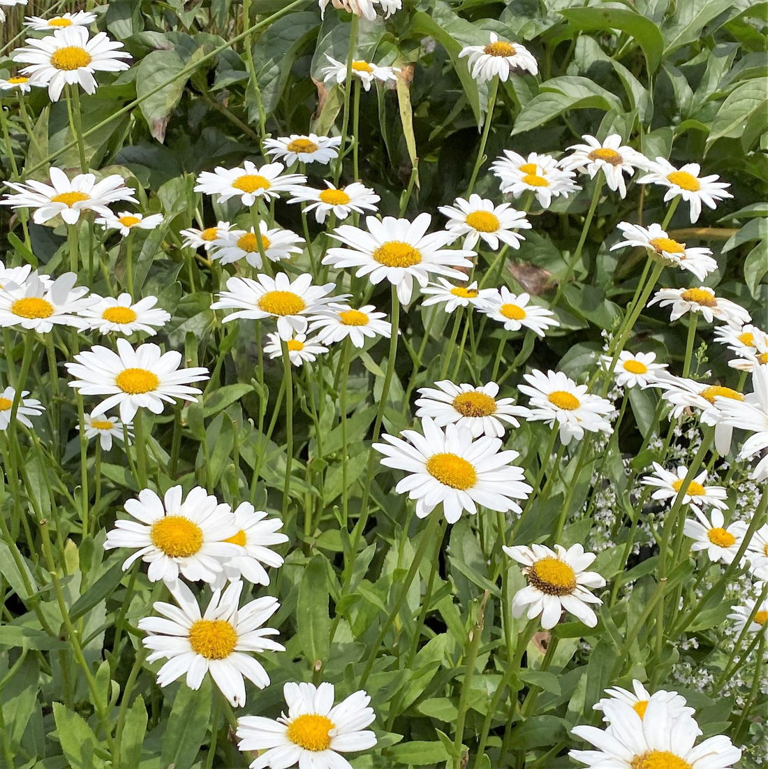 Leucanthemum Shasta flower seeds
