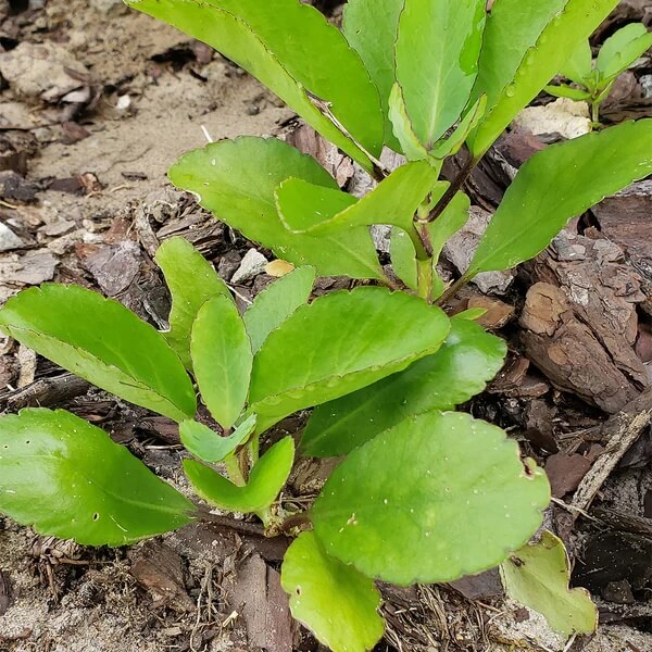 Life Plant