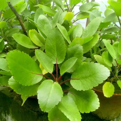 Life Plant