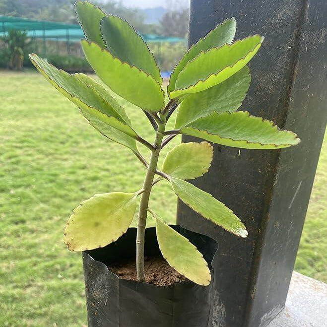 Life Plant