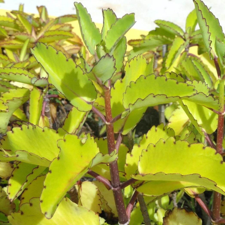 Life Plant