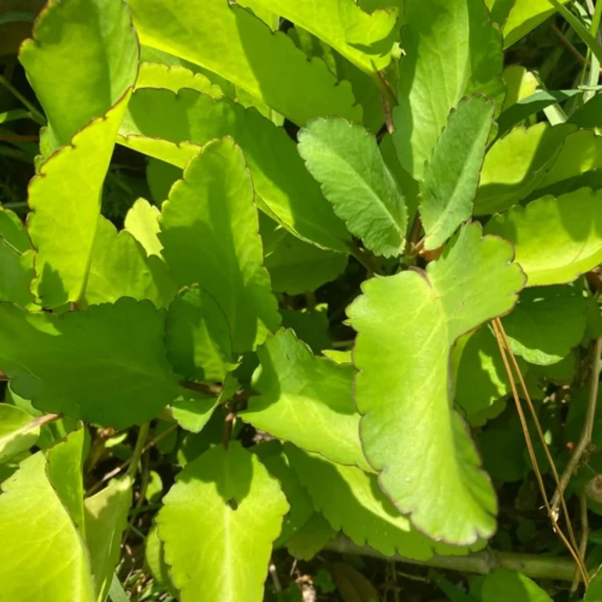 Life Plant
