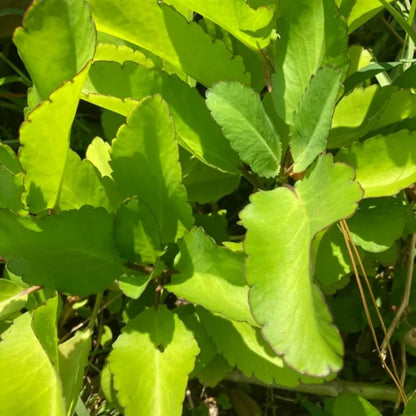 Life Plant