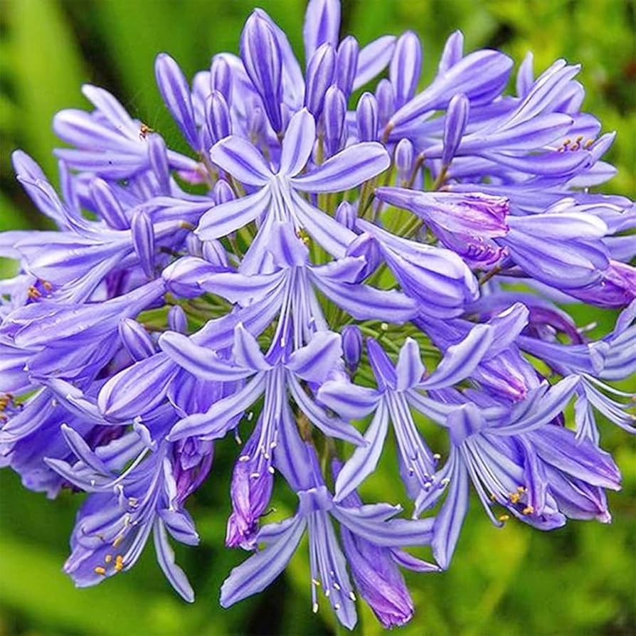 Light Blue flower seeds