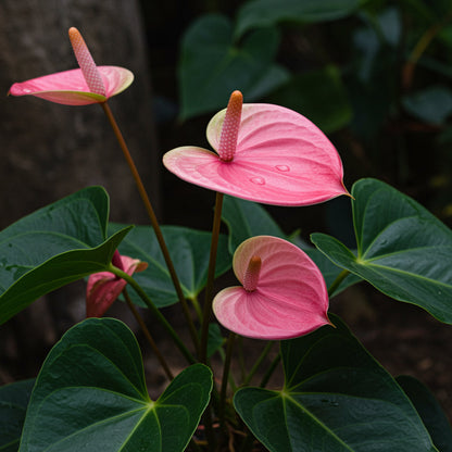 Light Pink flower seeds
