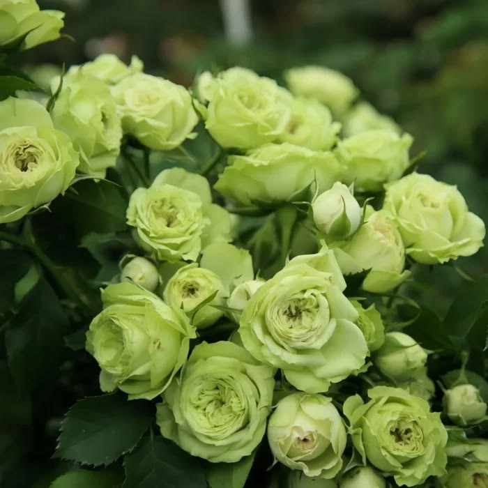 Light green lisianthus flowers grown from seeds in a garden