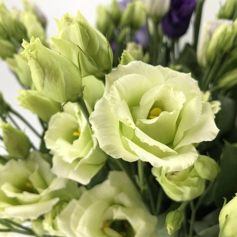 Light green lisianthus flowers grown from seeds in a garden