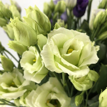 Light green lisianthus flowers grown from seeds in a garden