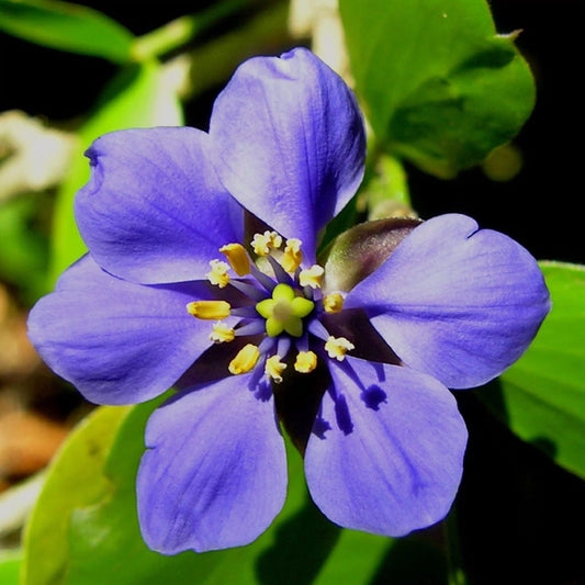 Blue Lignum flower seeds