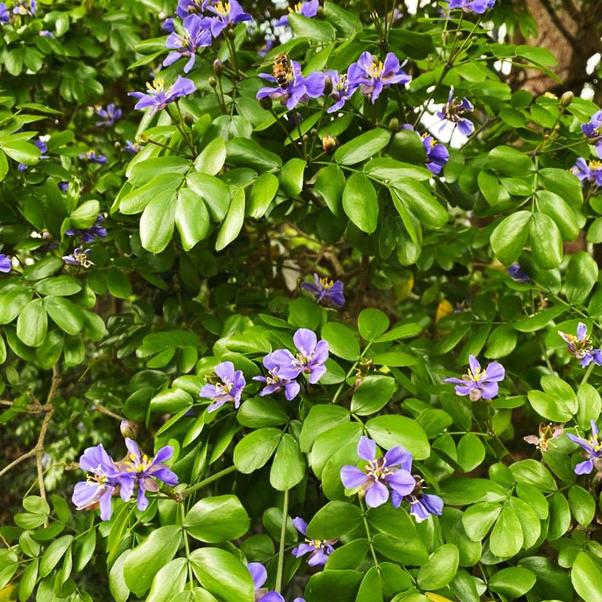 Sanctum Lignum Vitae plant