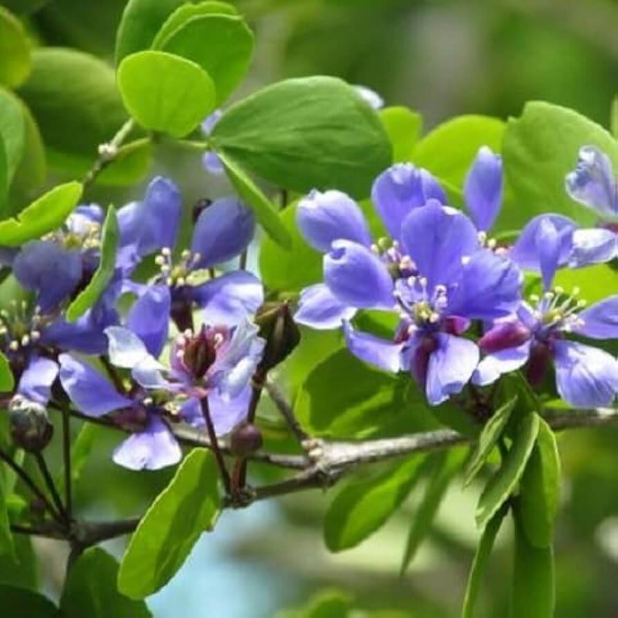 Blue Lignum Vitae plant