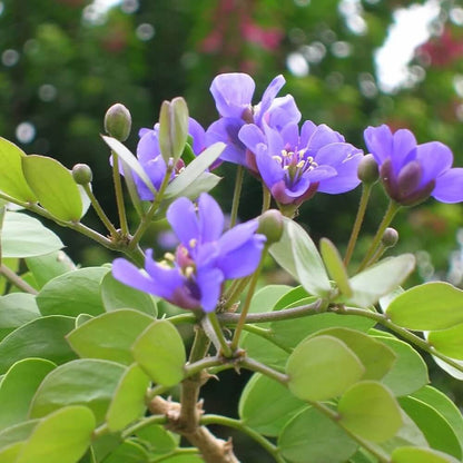 Sanctum Lignum Vitae plant