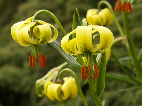 Lilium Pyrenaicum Flower Seeds for Planting – Heirloom Non-GMO Garden Seeds