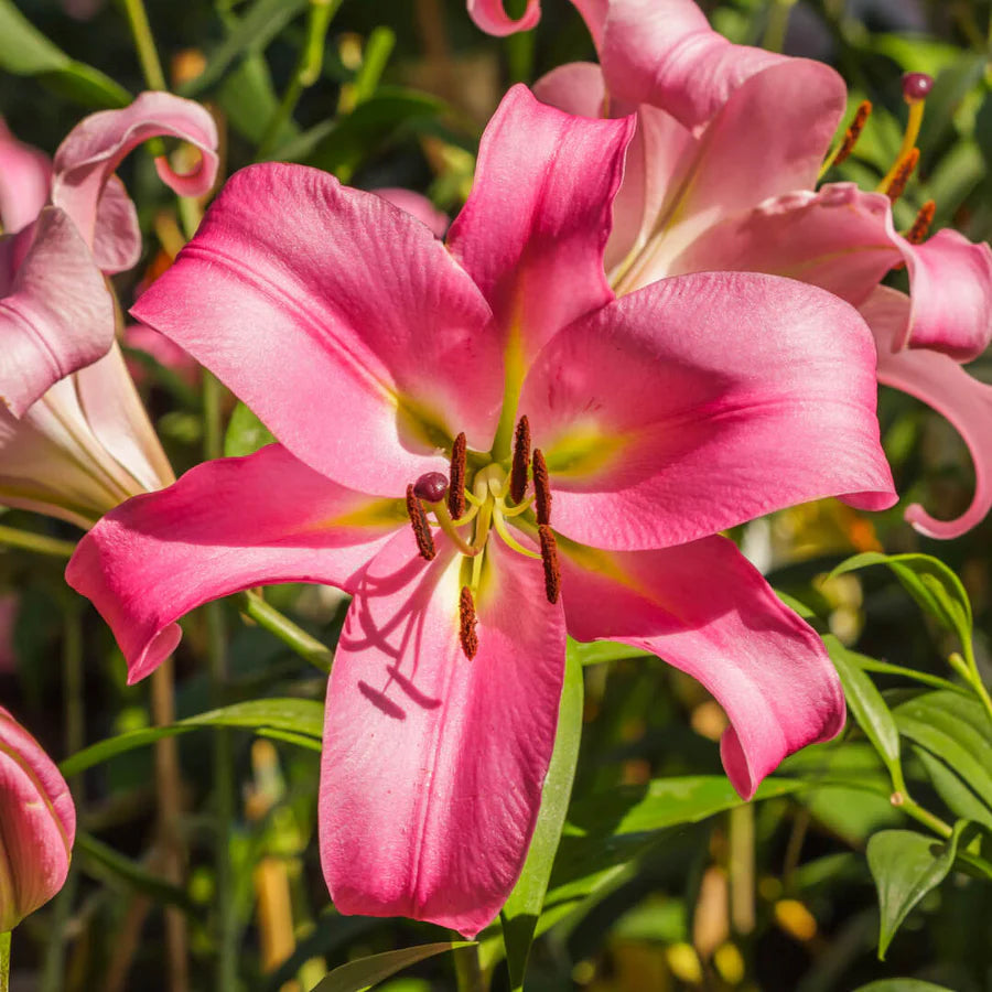 Pink Lilium flower seeds