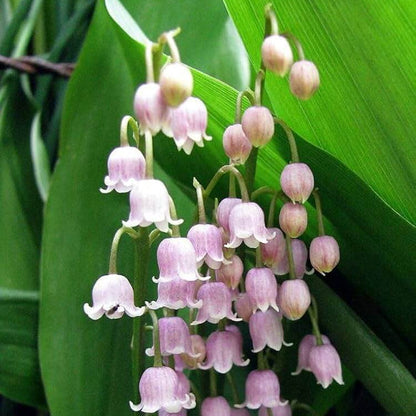 of the Valley plant