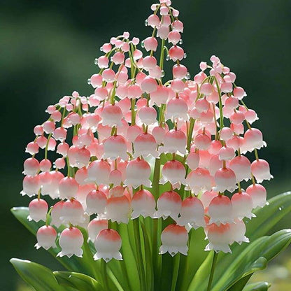 of the Valley plant