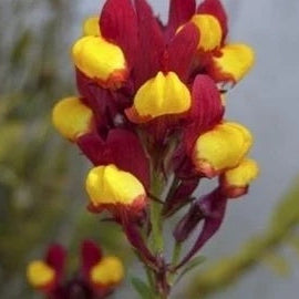 Flamenco Bi-Color Linaria plant