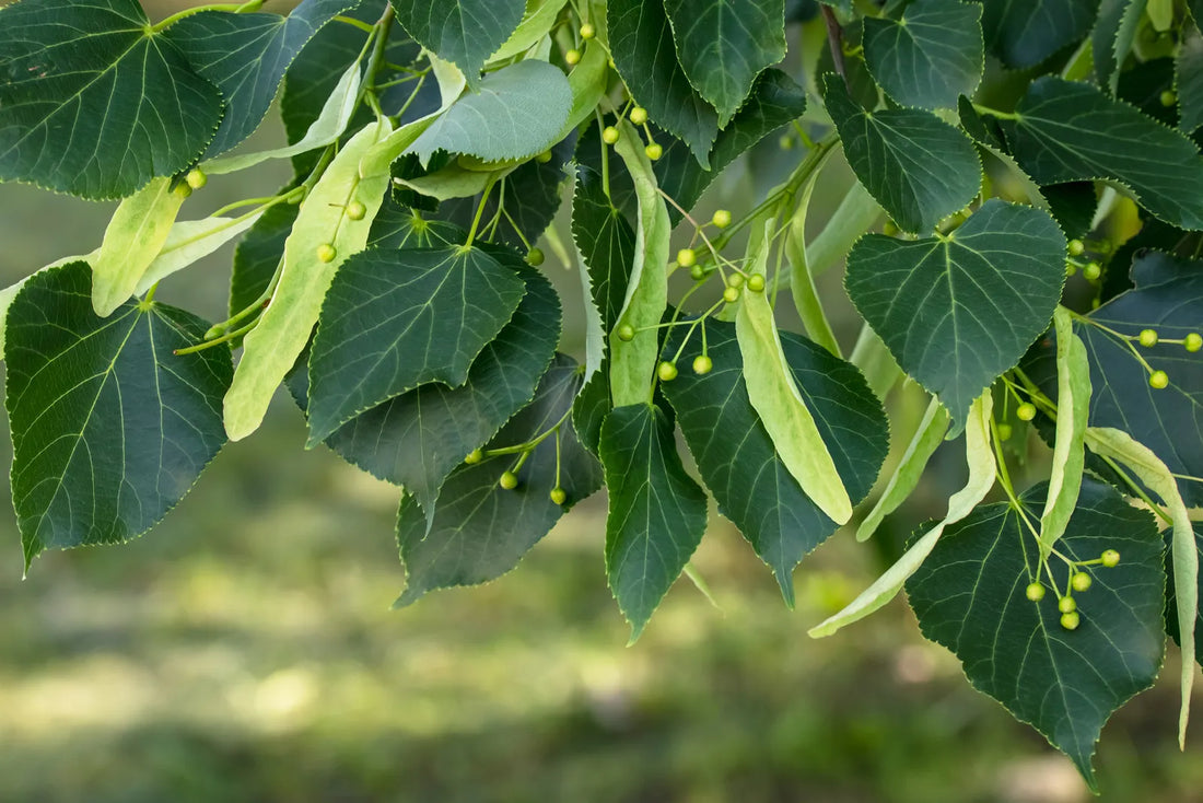 American Basswood flower seeds