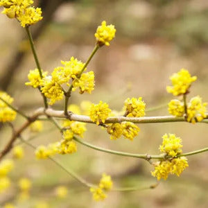 Lindera Benzoin Spicebush plant