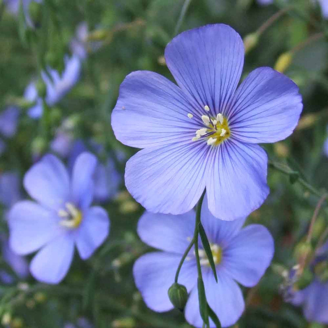 Blue Linum flower seeds