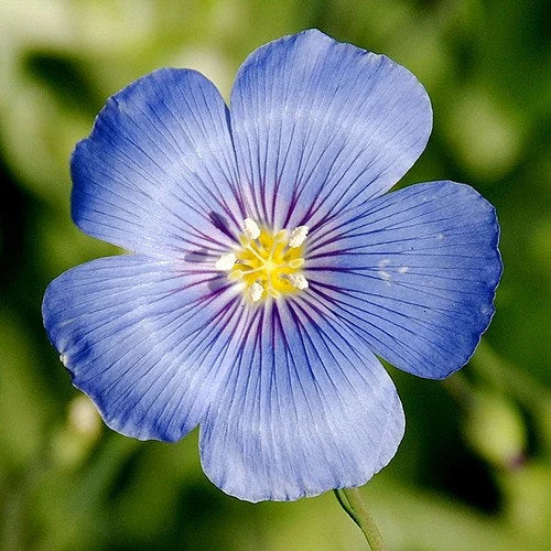 Blue Linum flower seeds