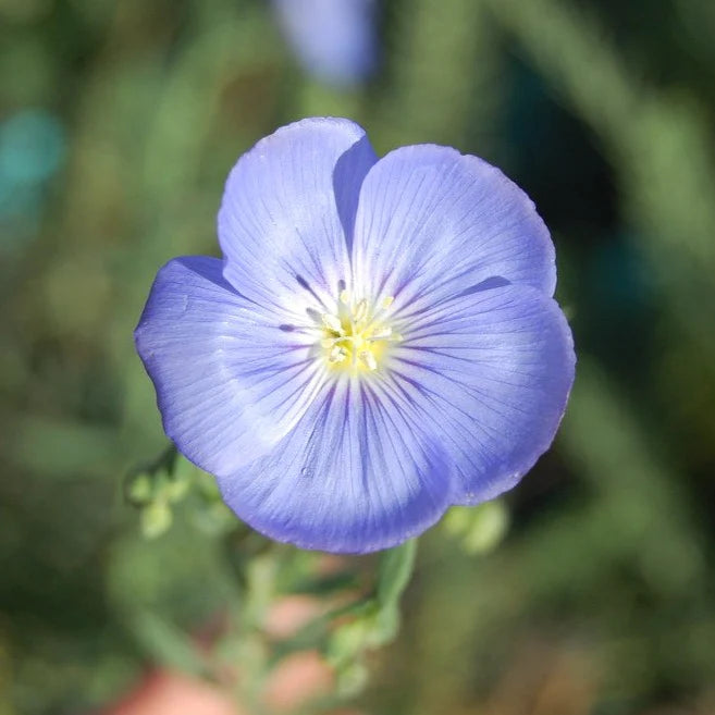 Blue Flax flower seeds