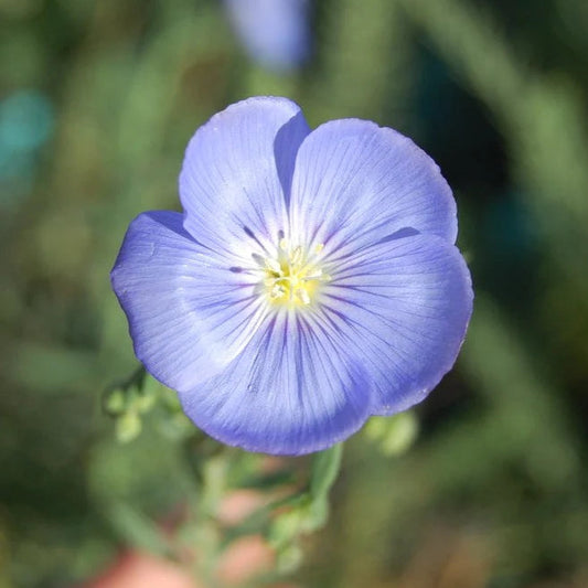 Blue Flax flower seeds