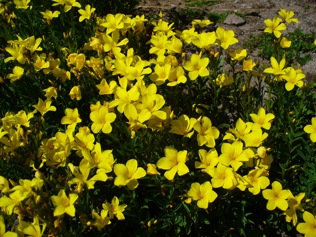 Yellow Linum flower seeds