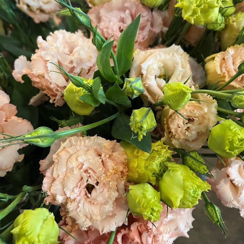 Peach Eustoma flower seeds