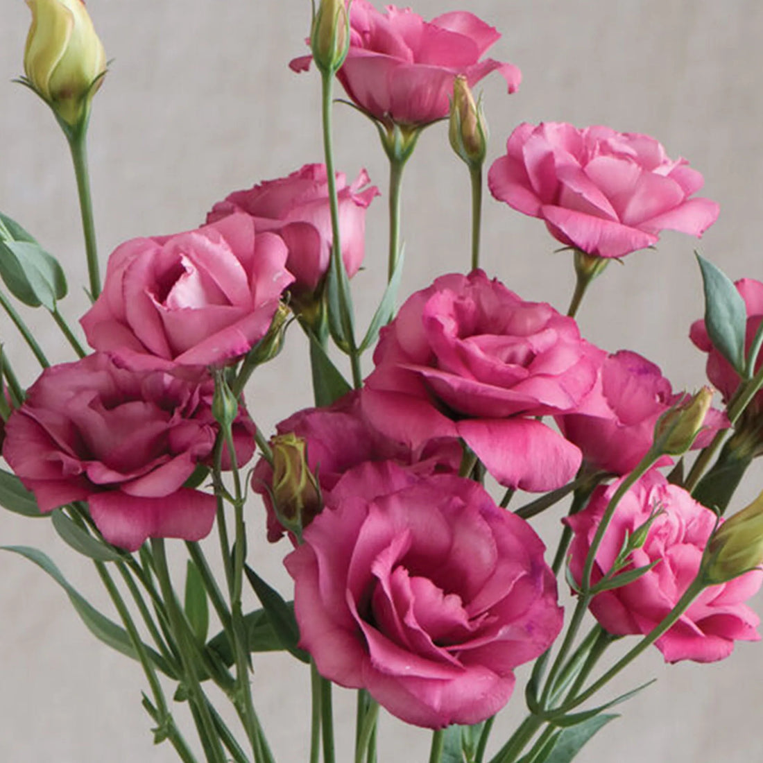 Pink White flower seeds