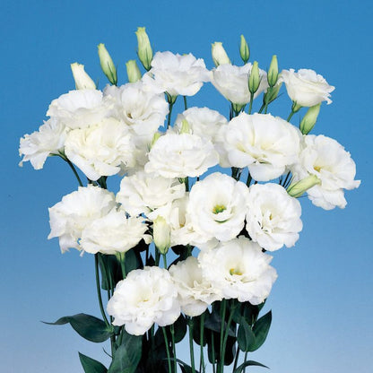 White Eustoma flower seeds