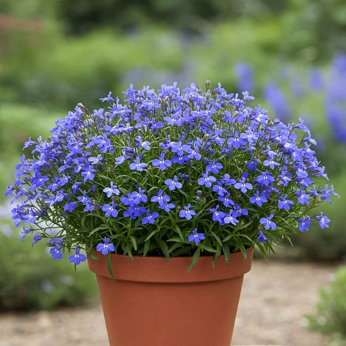Lobelia Erinus flower seeds