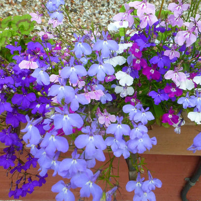 Compact Lobelia plant
