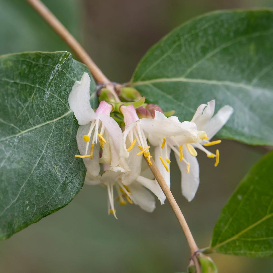 Lonicera Fragrantissima flower seeds