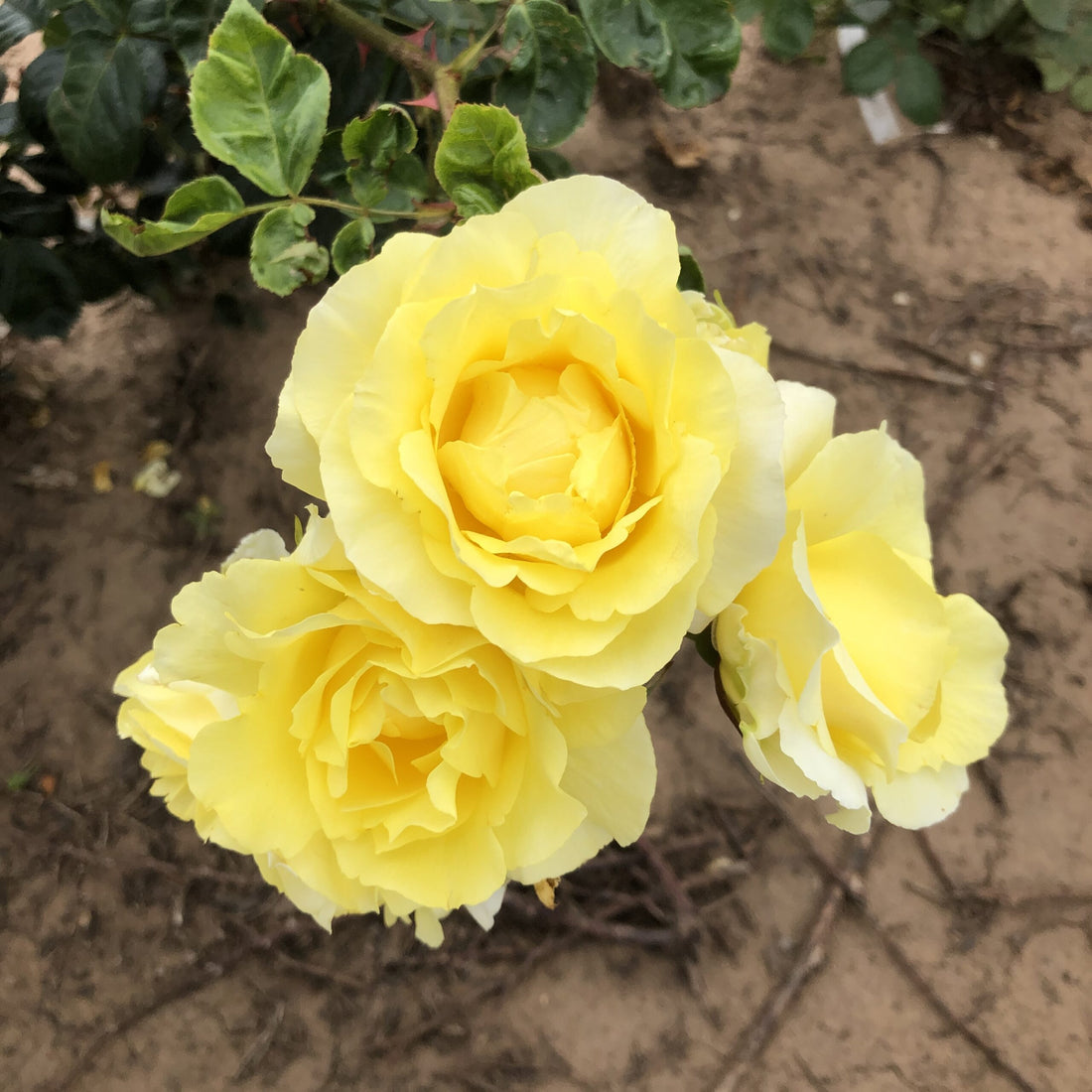 Light Yellow flower seeds