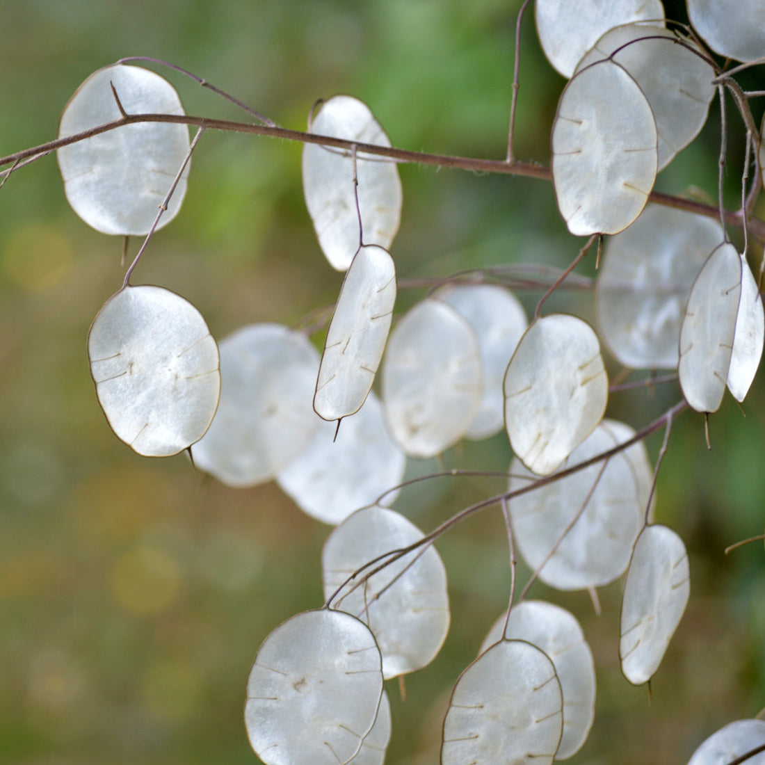 Lunaria flower seeds