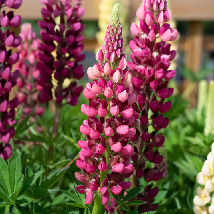 Red Lupin flower seeds
