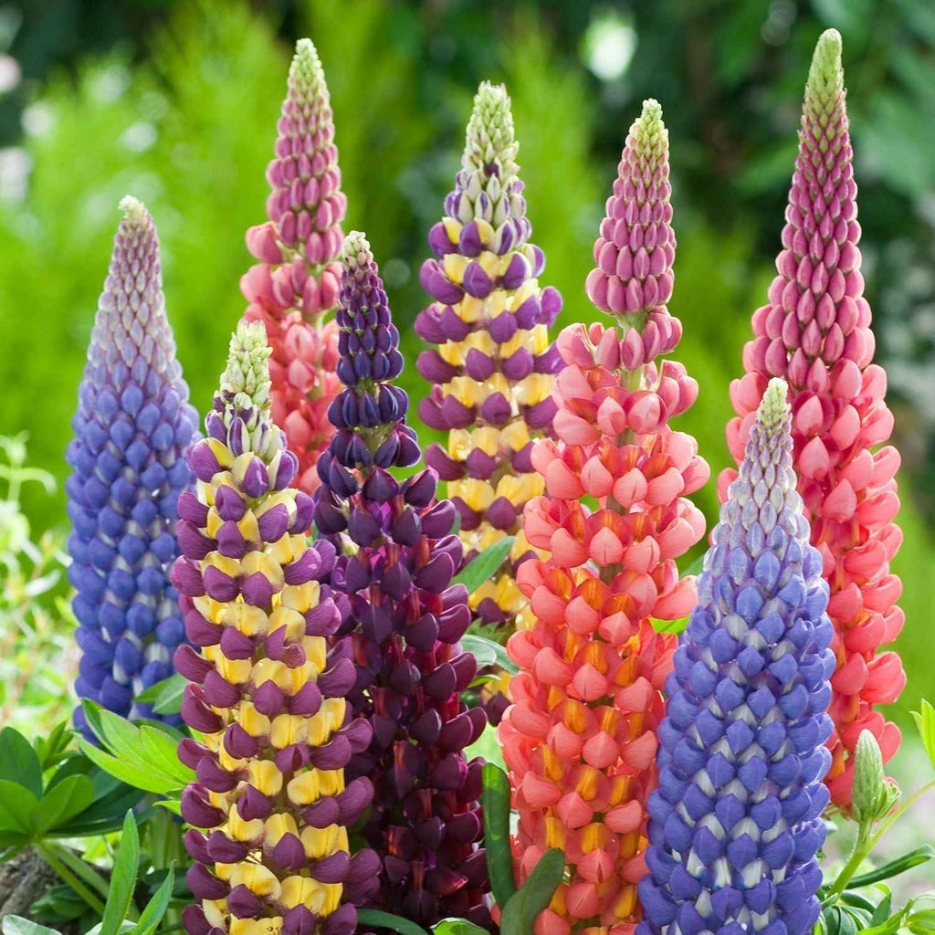 Lupin flower seeds