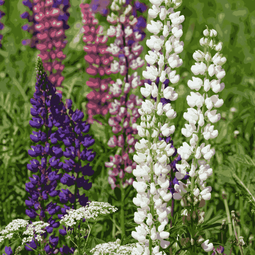Lupine flower seeds