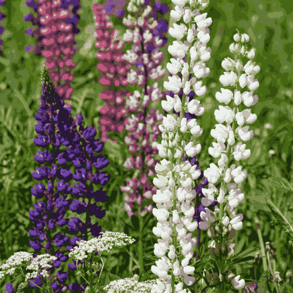 Lupine flower seeds