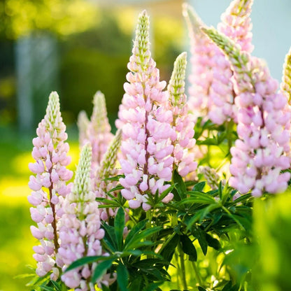 Baby Pink Lupine plant