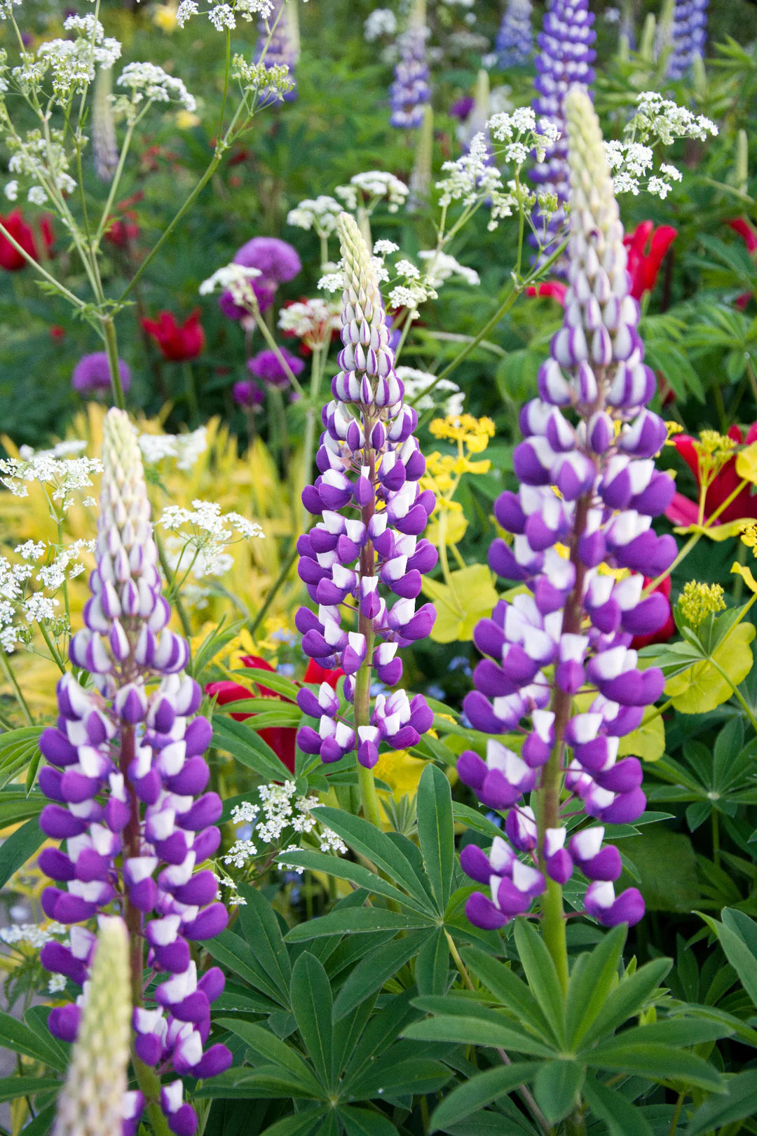 Lupin Pixie flower seeds