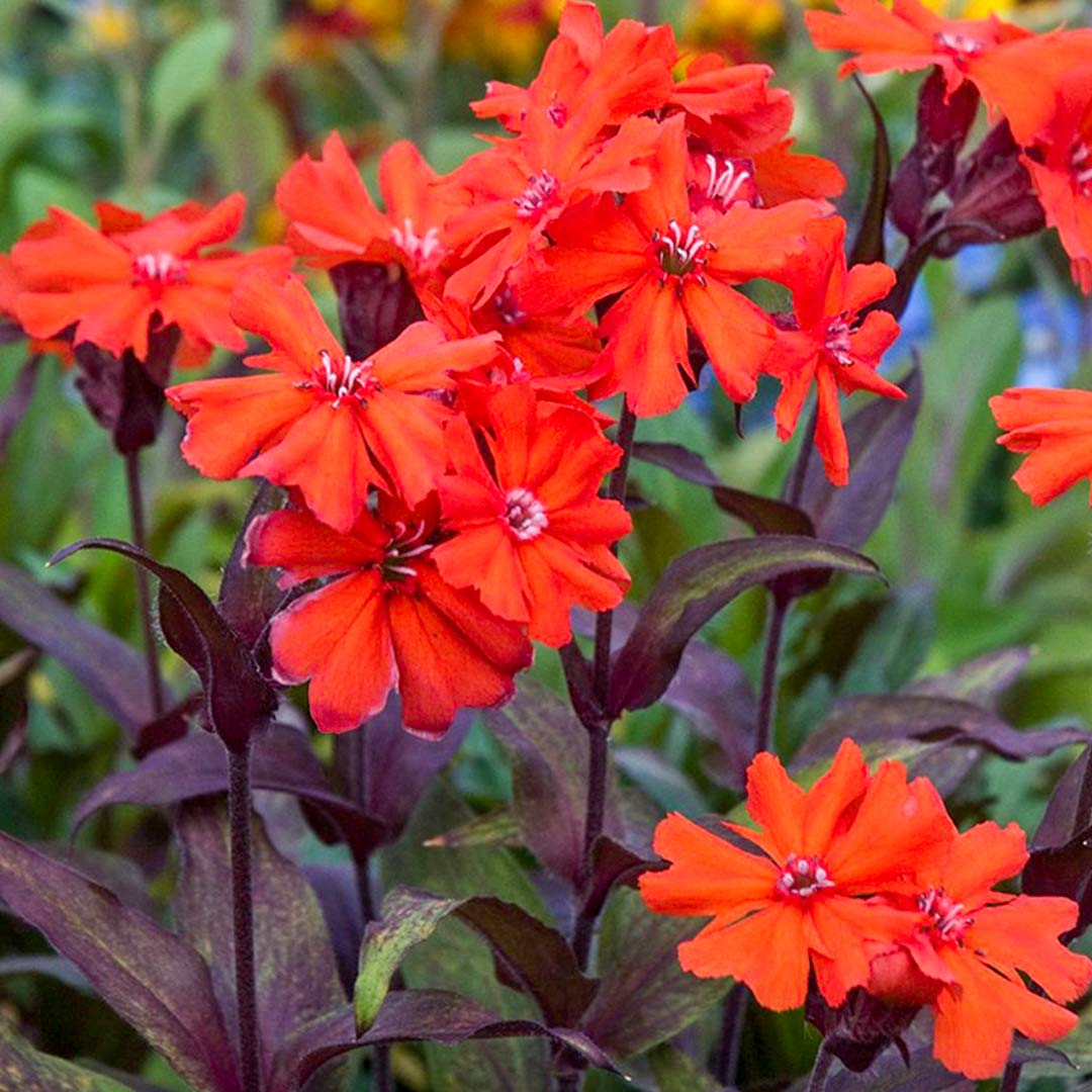 Red Orange flower seeds
