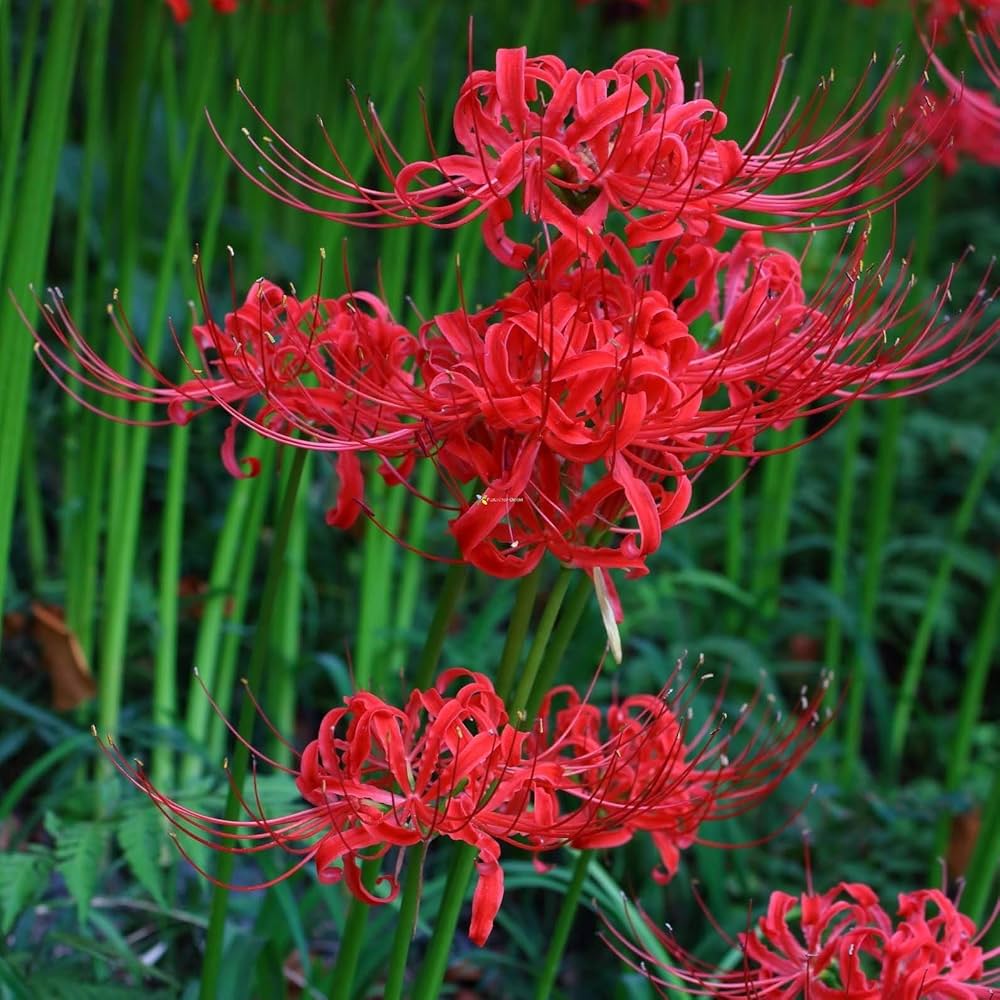 Japanese Radiata flower seeds