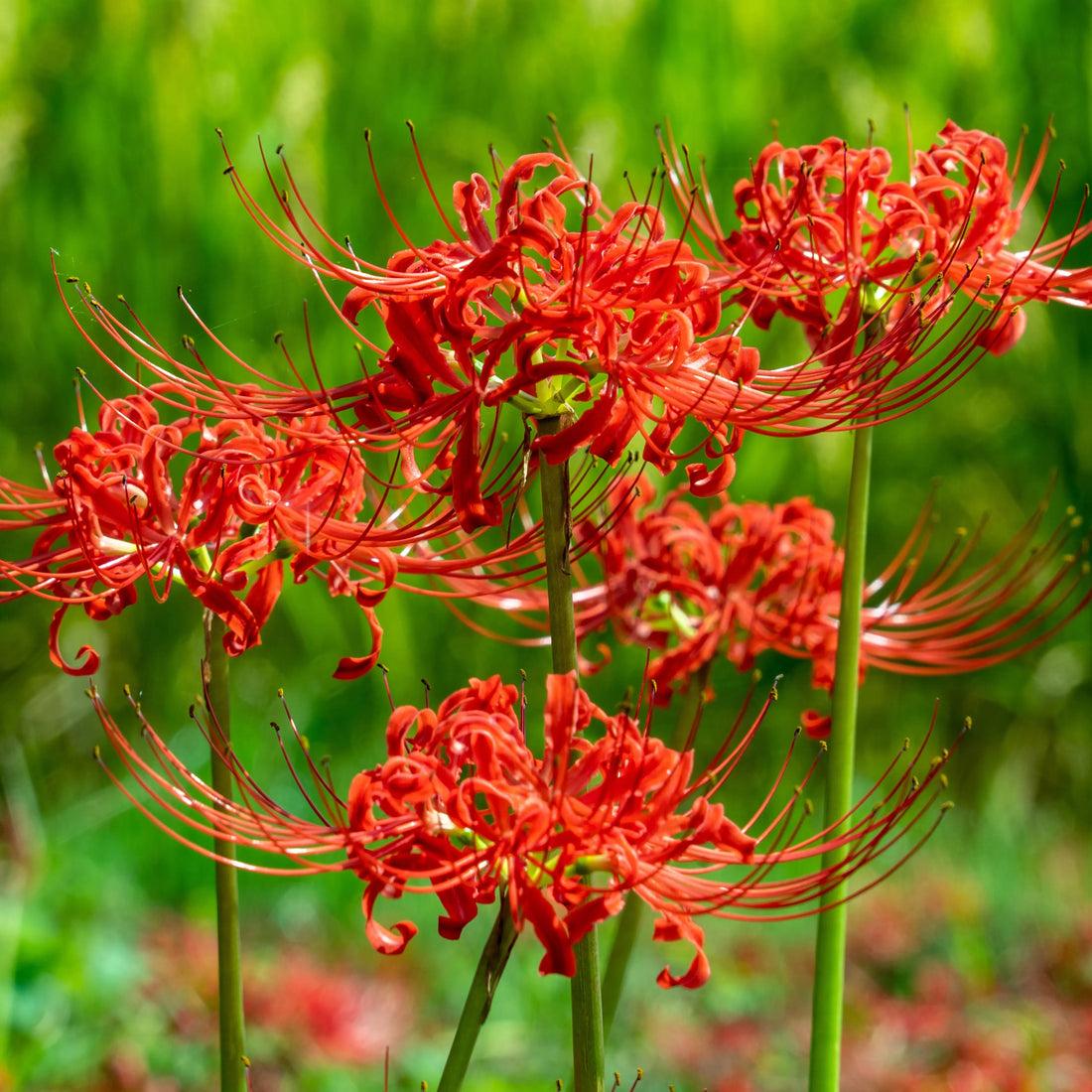 Lycoris flower seeds