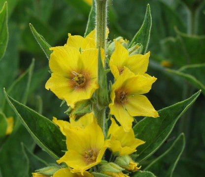 Yellow Lysimachia Punctata Flower Seeds for Planting – Heirloom Non-GMO Garden Seeds