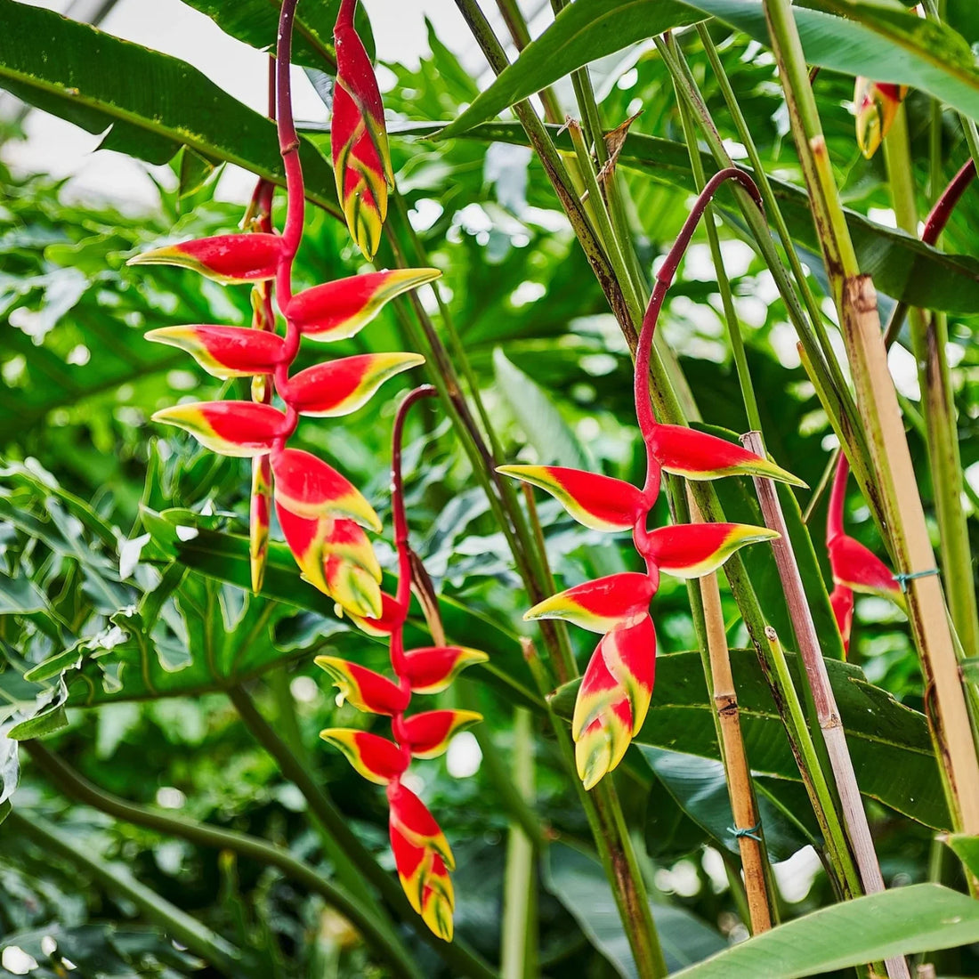 Heliconia Rostrata flower seeds