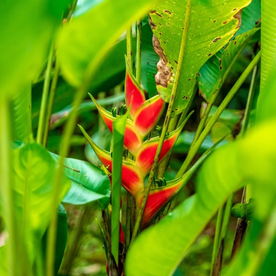 Heliconia Wagneriana flower seeds