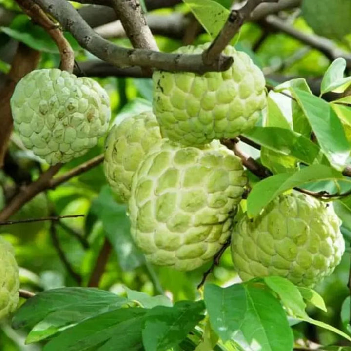 custard apple seeds
